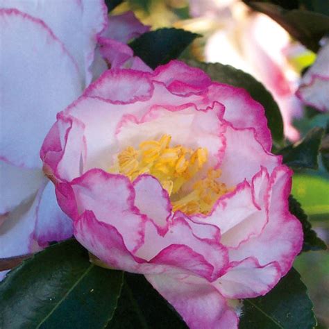 A Fall Favorite: The October Magic Orchid Camellia